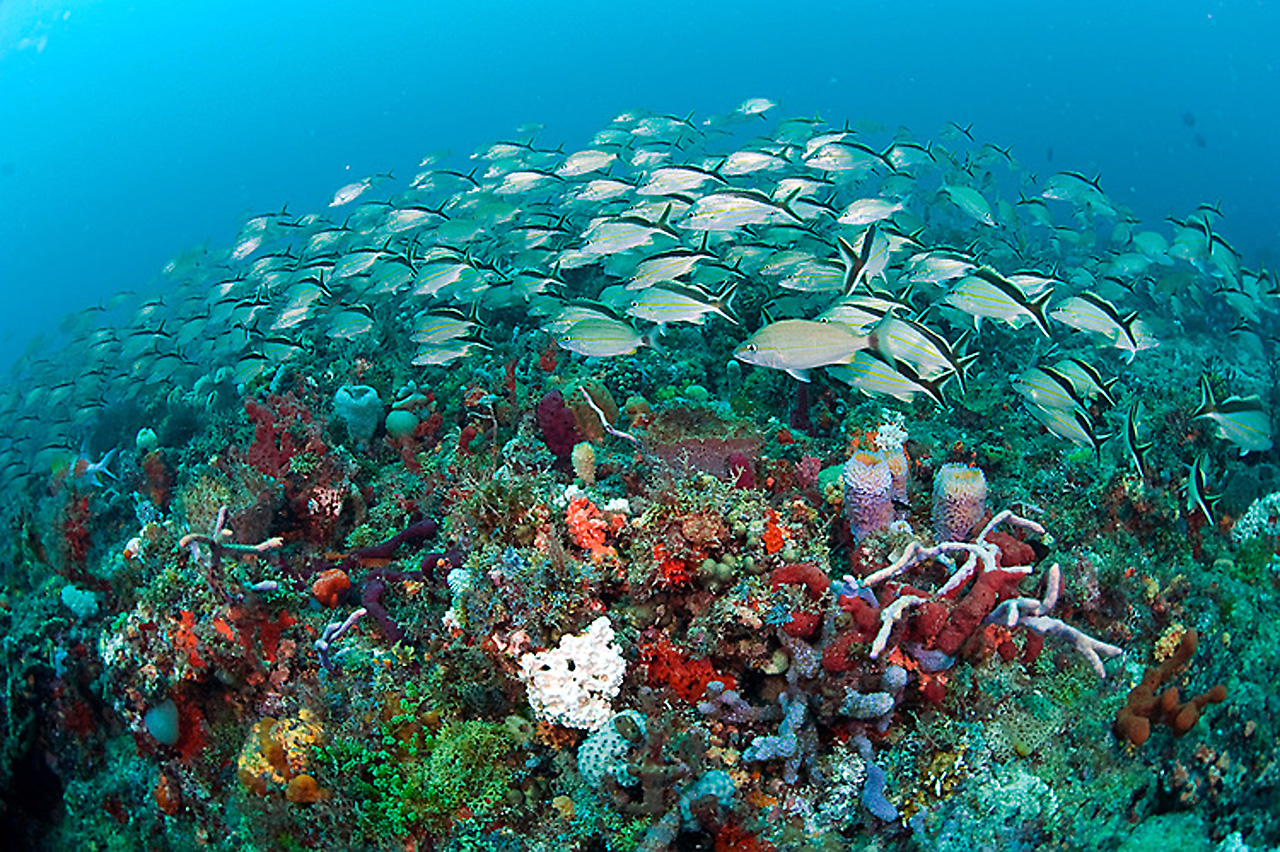 Coral reef in Juno Beach, Florida.