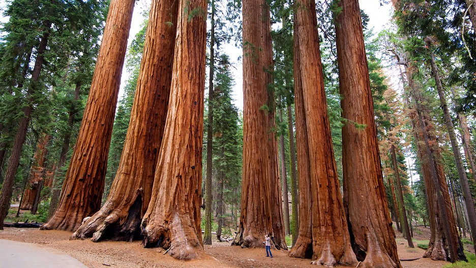 sequoia-02